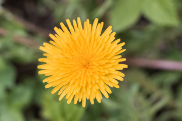 yellow dandelion