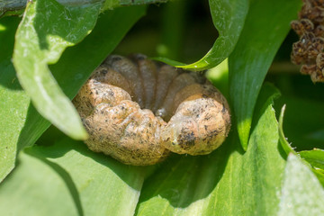 Closeup of a cutworm caterpillar (prob. large yellow underwing, Noctua pronuba)