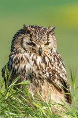 Búho bengalí (Bubo bengalensis)
