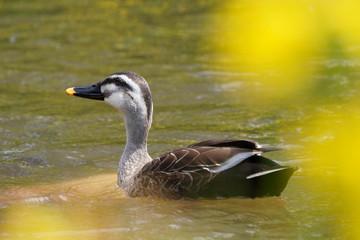 duck on the lake