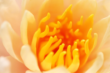Obraz premium Lotus flowers soft focus pollen and petal background