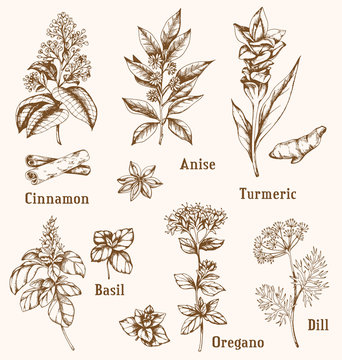 Hand drawn spices and herbs.