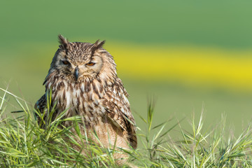 Búho bengalí (Bubo bengalensis)