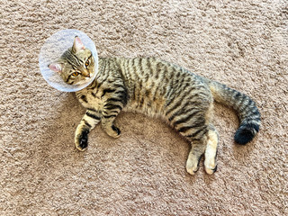 Playful tabby cat, breed Scottish, in a postoperative collar / cone.