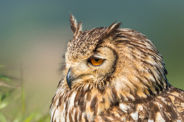 Búho bengalí (Bubo bengalensis)