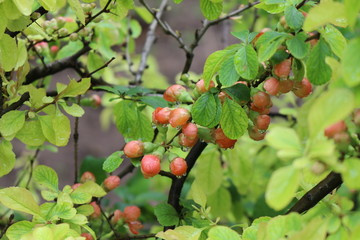 Henomeles flower buds get wet in spring rain