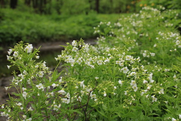 Fototapeta premium Spring flowering in a city forest park