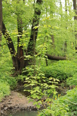 Spring in the city forest park