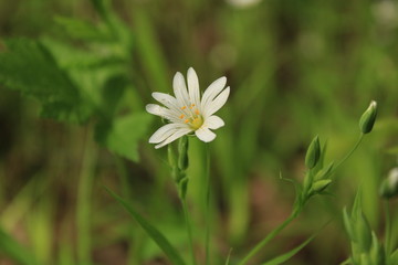 Spring flowering in a city forest park