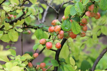 Henomeles flower buds get wet in spring rain
