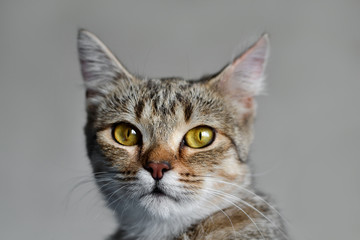 Cat. Portrait of Cat, Proud face on isolated on Gray Background. Front view