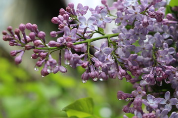 
Bright clusters of flowers bloomed on the lilac bushes in spring