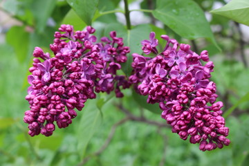 Fototapeta premium Bright clusters of flowers bloomed on the lilac bushes in spring