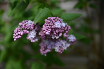Macro de lilas
