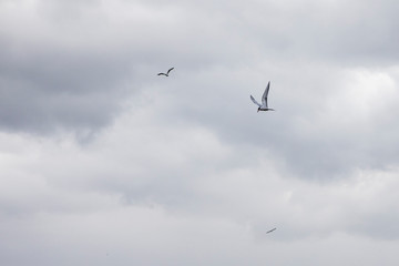 a lonely sea bird in the sky. Wildlife texture and background