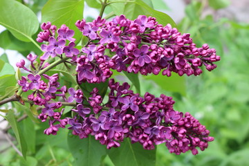 
Bright clusters of flowers bloomed on the lilac bushes in spring