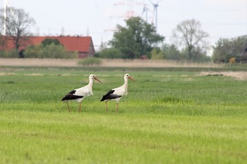 Obraz na płótnie Canvas Two white storcks on a mown pasture