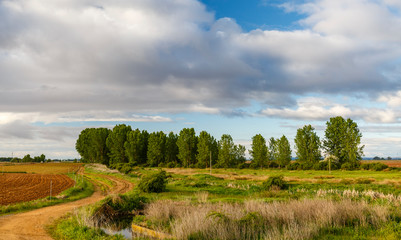 Paisaje de la comarca de El Páramo con bosque de chopos, pradera, sembrados y camino. León, España.