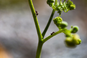 Ameisen besteigen eine Pflanze