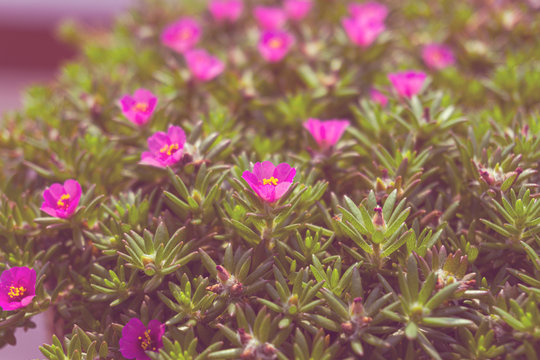 MOSS ROSE PLANT / SANJIVANI BOOTI IN LOCAL REGION OF INDIA.

Moss rose is an extremely easy plant to grow, almost to the point of becoming weedy