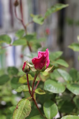 Rosa