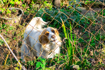 Setter dog breed white and red color looking through a wire mesh in a garden with green grass on a sunny summer day. Friendly animal with beautiful sad eyes on the nature. Pet walks in the yard.
