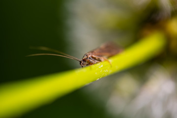 rare insect on dandelion, spring, English garden