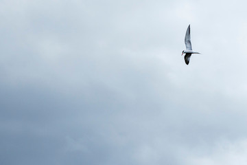 polar tern flying on a background of clouds and looks for prey. Beautiful bird closeup