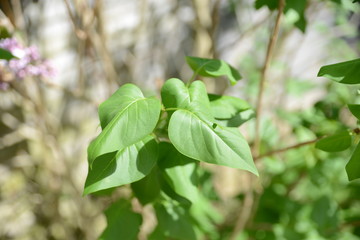 Une belle plante verte 