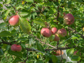 New harvest apples on a branch of apple tree on a sunny day