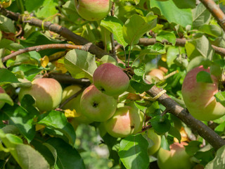 New harvest apples on a branch of apple tree on a sunny day