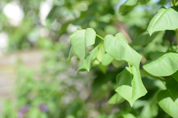 plante verte éclairée