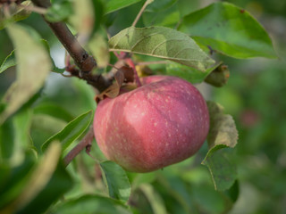 New harvest apple on a branch of apple tree on a sunny day