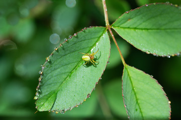A small green representative of miniature representatives of wildlife