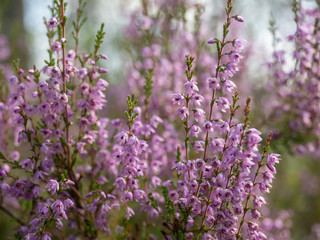 Obraz premium Fresh purple heather flowers in the forest in spring