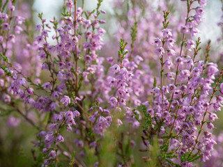Fresh purple heather flowers in the forest in spring