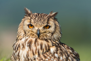 Obraz premium Búho bengalí (Bubo bengalensis)