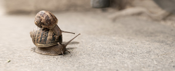 Mamma chiocciola e figlia