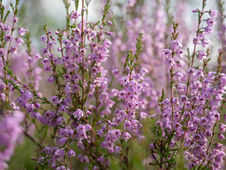 Obraz premium Fresh purple heather flowers in the forest in spring