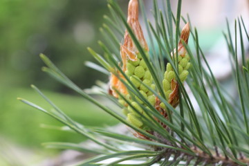 Naklejka na ściany i meble Flowers - candles appeared on a pine in the spring