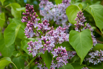 Obraz na płótnie Canvas Purple lilac flowers and green fresh leaves on a bush in spring