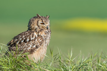 Búho bengalí (Bubo bengalensis)