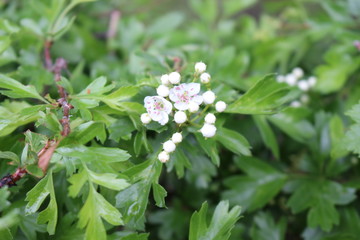 
White modest flowers bloom on a bush in the spring garden