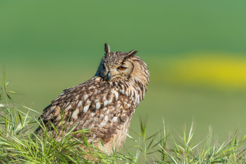 Búho bengalí (Bubo bengalensis)