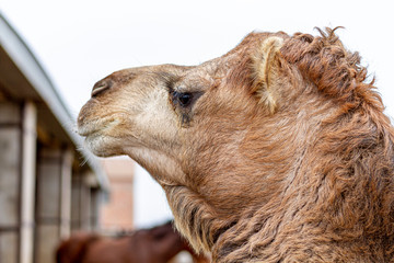 Dromedary photographed in profile mode in a farm