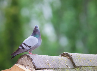 Macho de paloma bravía (Columba livia)