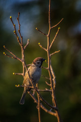 Eurasian Tree Sparrow