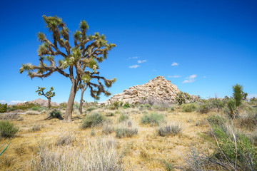 joshua tree national park