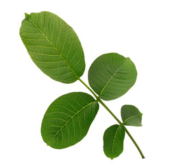 Walnut green leaves isolated on a white background.