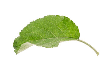 Obraz premium apple leaf, isolated on white background, clipping path,